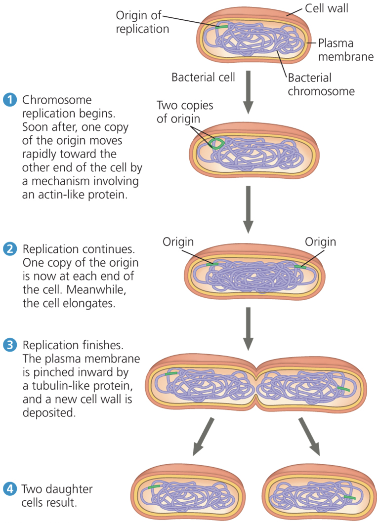 <p>if studying a bacterial cell dividing, you would need to know about</p>