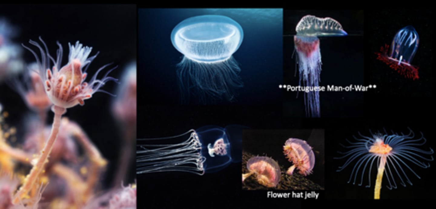 <p>Class Hydrozoa</p>