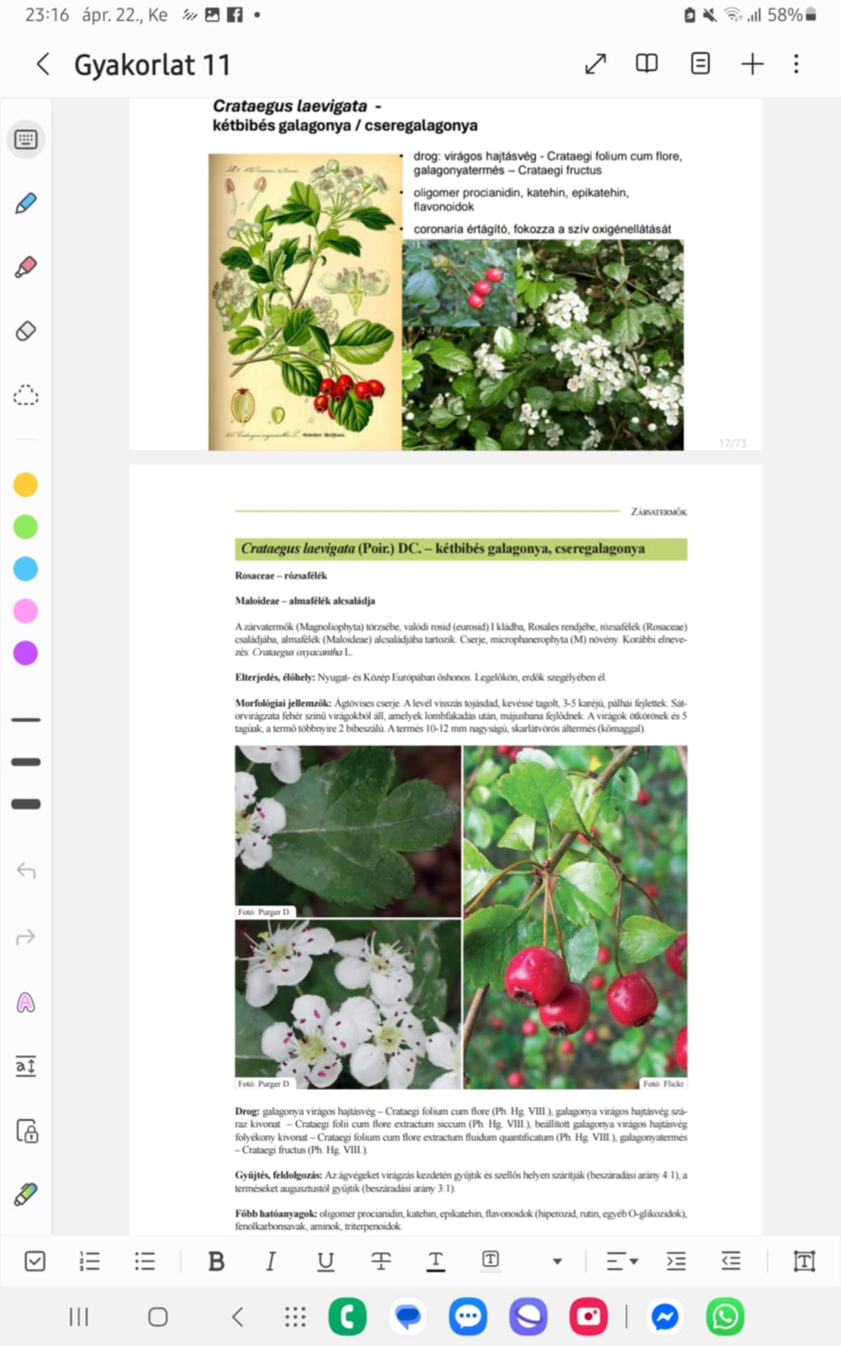 <p><strong>KÉTBIBÉS GALAGONYA, CSEREGALAGONYA</strong></p><p><strong>Család, alcsalád, faj:</strong></p><p>Rosaceae - rózsafélék családja</p><p>Maloideae - almafélék alcsaládja</p><p><strong>Előfordulás:</strong> Ny- és Közép-Európában őshonos, legelőkön, erdők szegélyében</p><p><strong>Morfológia:</strong></p><ul><li><p>cserje, microphanerophyta, ágtövises cserje</p></li><li><p>LEVÉL: visszás tojásdad, kevéssé TAGOLT, 3-5 karéjú, fejlett pálhákkal</p></li><li><p>VIRÁGZAT: sátorvirágzat fehér virágokból → lombfakadás után, máj.; 5 körös, 5 tagú virág, termő: többnyire 2 bibeszálú</p></li><li><p>TERMÉS: 10-12 mm nagyságú, skarlátvörös áltermés (kőmaggal)</p></li></ul><p><strong>Drog:</strong> galagonya virágos hajtásvég - Crataegi folium cum flore (VIII.) → száraz kivonat - Crataegi folii cum flore extractum siccum (VIII.); beállított galagonya virágos hajtásvég folyékony kivonat - C. folium cum flore extractum fluidum quantificatum (VIII.); galagonyatermés - Crataegi fructus (VIII.)</p><p><strong>Hatóanyagok:</strong> oligomer procianidin, katehin, epikatehin, flavonoidok (hiperozid, rutin), fenolkarbonsavak, aminok</p><p><strong>Alkalmazás:</strong> + inotrop, coronaria értágító, fokozza a szív oxigénellátását, antiarrythmiás coronaria-sclerosisnál, enyhe vérnyomáscsökkentő, nyugtató</p><p><strong>Gyűjtés:</strong> ágvégek szellős helyen, termés augusztustól</p>