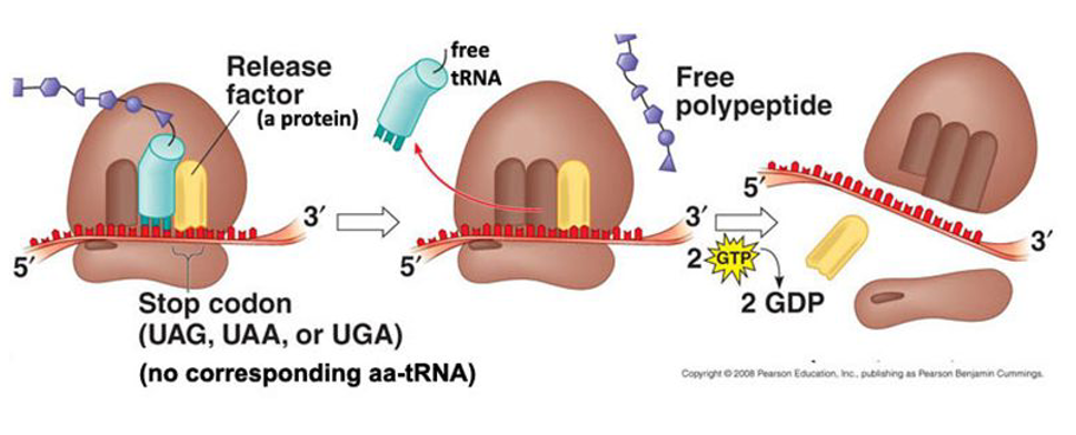 <ul><li><p><span>The ribosome reaches a stop codon (UAG, UAA or UGA)</span></p></li><li><p><span>The polypeptide is released from the ribosome</span></p></li><li><p><span>The tRNA is released from the ribosome</span></p></li><li><p><span>The ribosomal subunits dissociate from the mRNA </span></p></li></ul>
