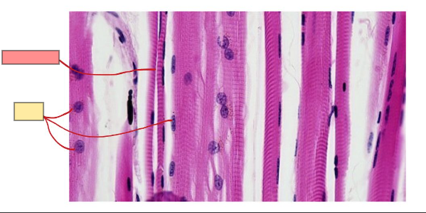 <p>long, cylindrical, & multinucleated</p><p>contains alternating light and dark striations</p>