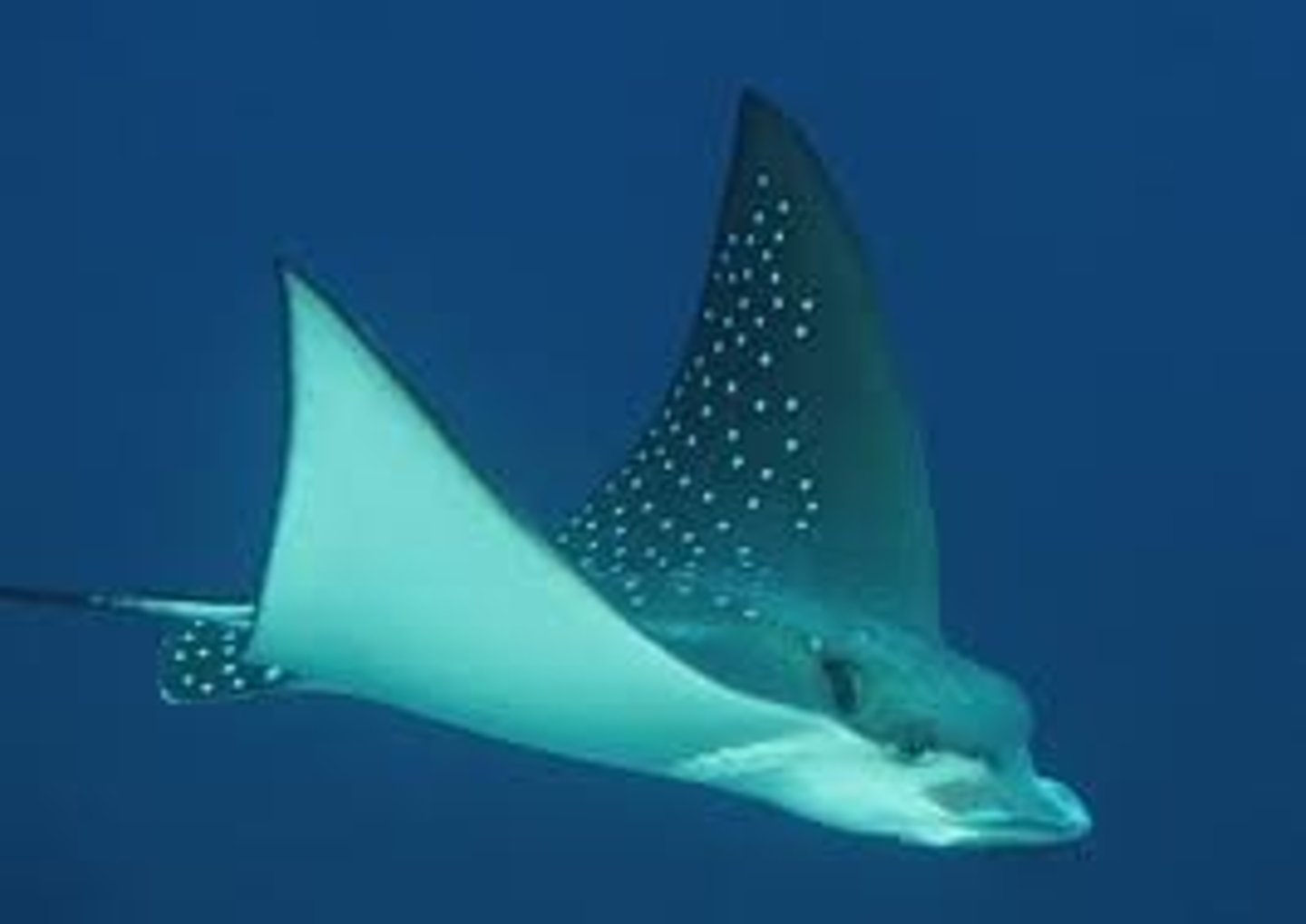 <p>Slow undulation of pectoral fins, with wing-like 'flapping'</p>