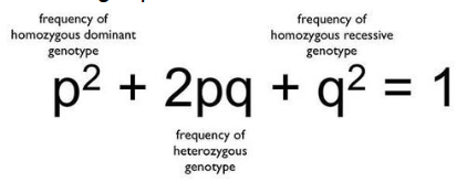 <p>p= proportion of A allele (dominant) q= proportion of a allele (recessive)</p>