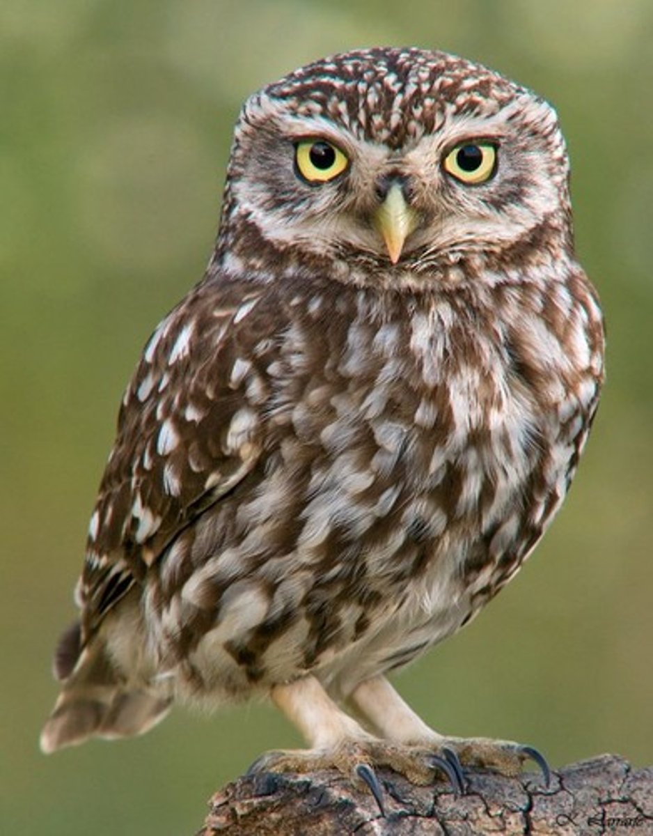 knowt flashcard image