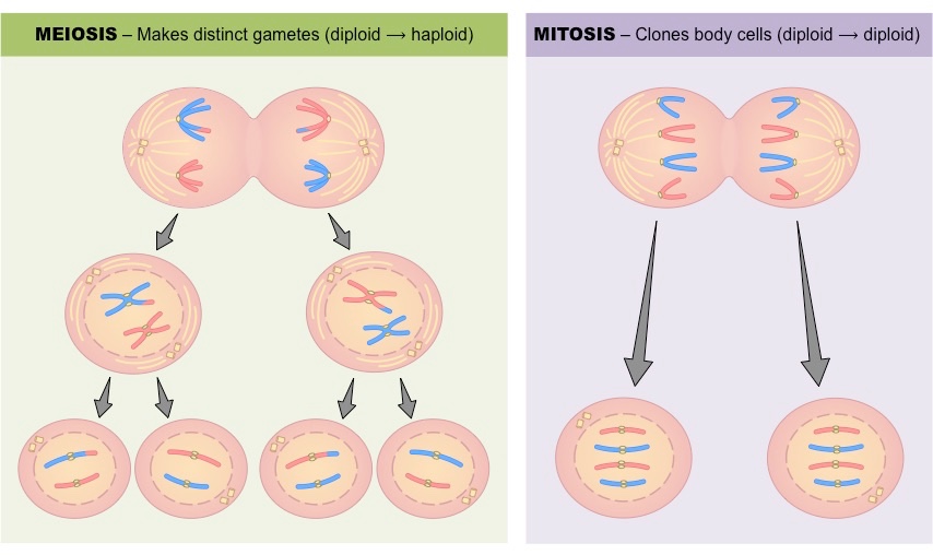 <p>Meiose Anaphase I = Chromosome anstatt Chromatide werden geteilt</p><p>Meiose =4 Zellen (jeweils haploid)</p><p>Mitose = 2 Zellen (jeweils diploid)</p>