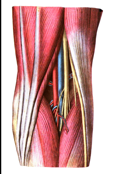 <p>Identify more medial yellow</p>