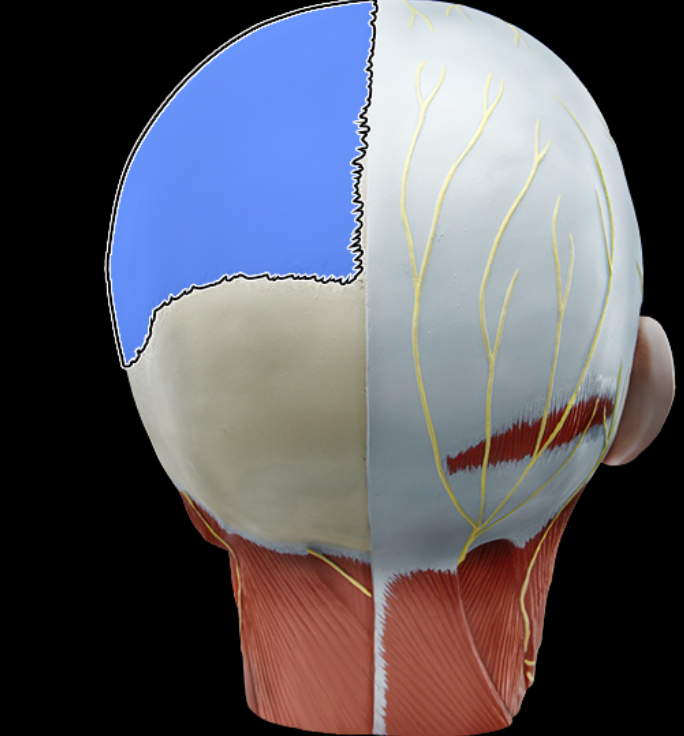<p>Parietal bone</p>