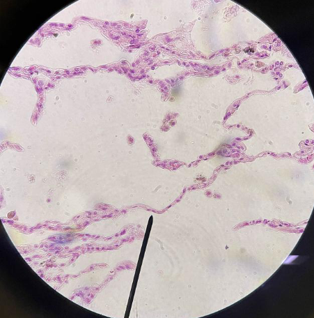 <p>Tissue locations</p>