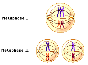 <p>The opposite pairs of the homo. chromosomes are lined up at the equator of the cell and the centrioles release spindle fibers. The kinetochore fibers attach themselves to the centromere of the chromosomes.</p>