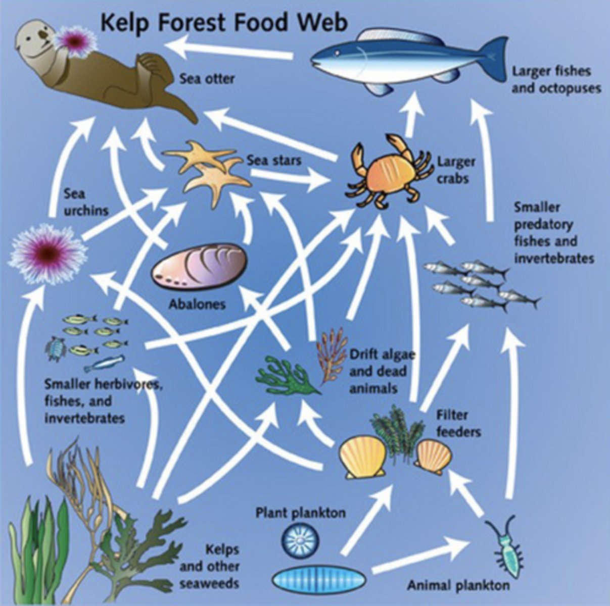 <p>a model that illustrates the feeding interactions occurring among diverse types of organisms in a particular habitat; concepts of aquatic food webs has changed through time</p>