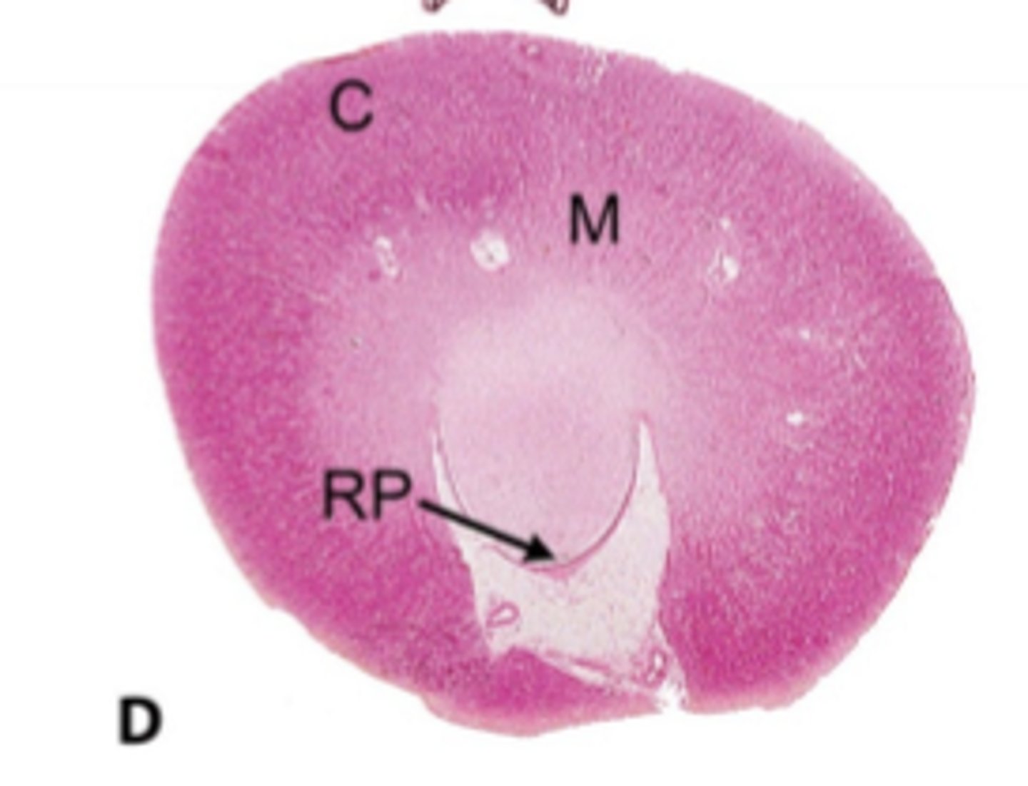 <p>renal medulla</p>