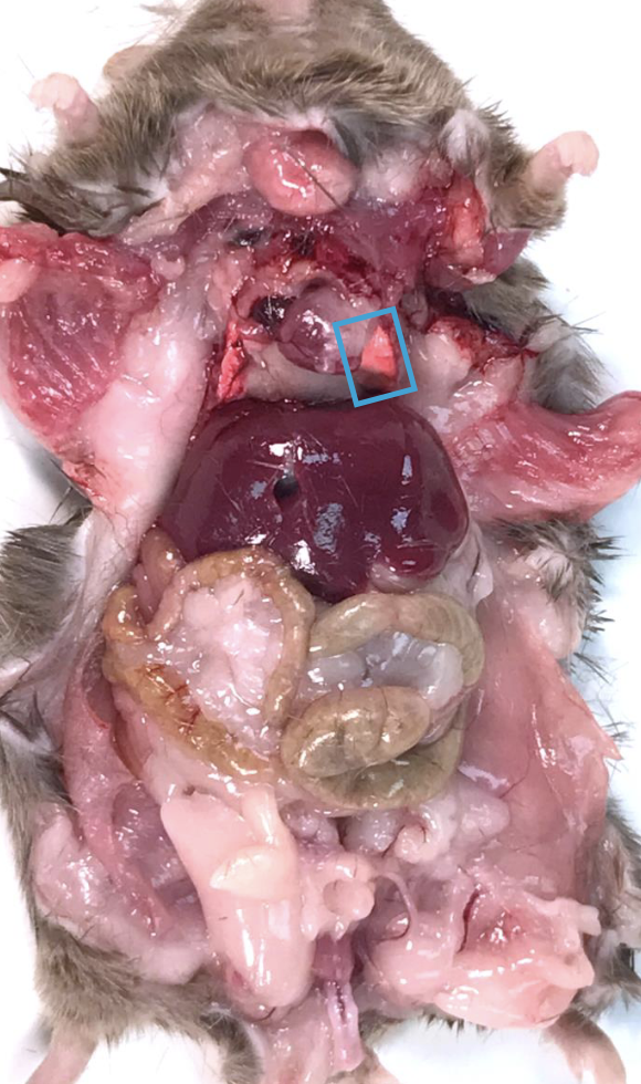 <p>What is this?</p>