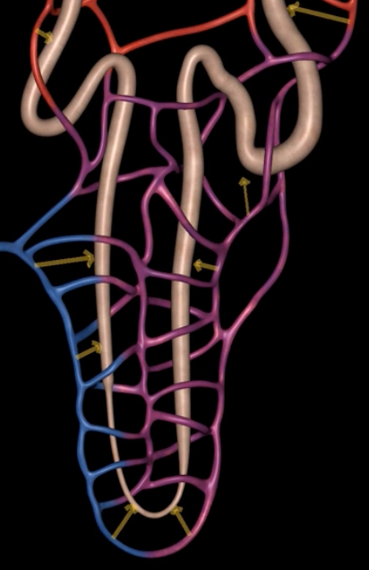<p>active transport of solutes from the blood into the tubular fluid. allows for excretion of substances that were not initially apart of the filtrate </p>
