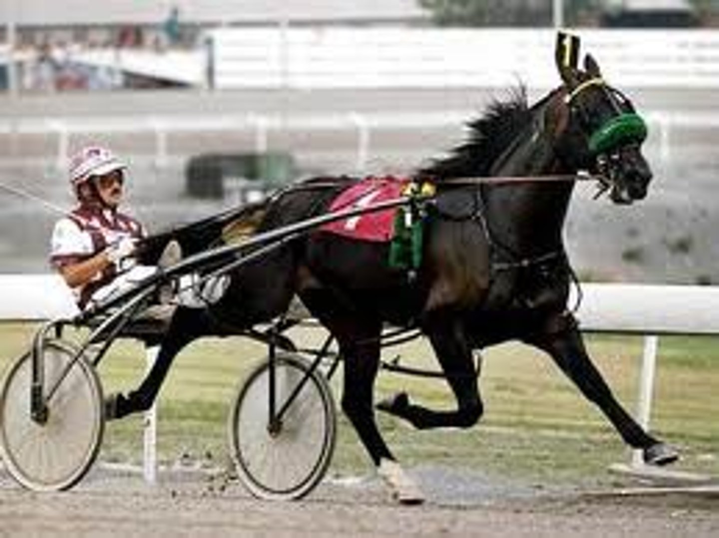 <p>Standardbred</p>