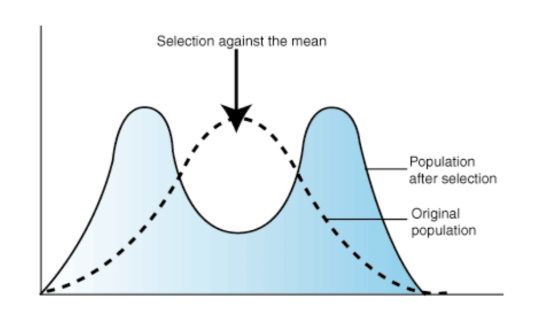 <ul><li><p>opposite of stabilising selection</p></li><li><p>involves phenotypes at the two extremes instead of the intermediate one</p></li><li><p>least common but most important in bringing about evolutionary change</p></li></ul><p></p><ul><li><p>the environment might become favoured to the two extreme fur length at different times of the year</p></li><li><p><span>The population may then become divided into organisms with longer fur that are only active in the winter and organisms with shorter fur length that are only active in the summer. After many generations, distinct separate populations would form.</span></p></li></ul><p></p>