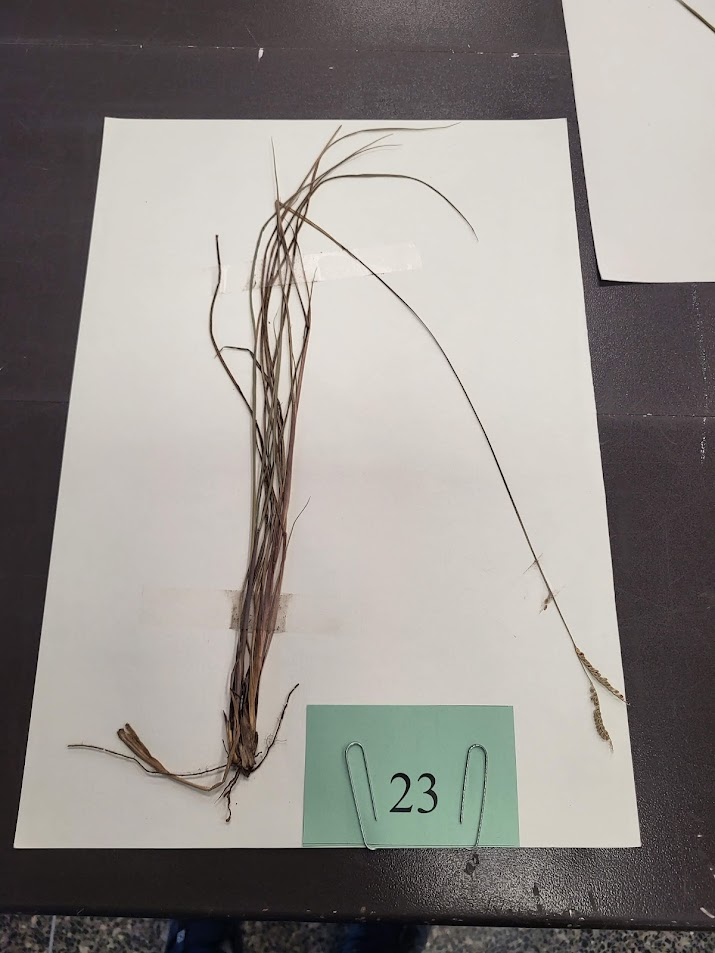 Longevity: Perennial

Season of Growth: Warm

Origin: Native

Economic Value

Wildlife: Fair

Grazing: Fair