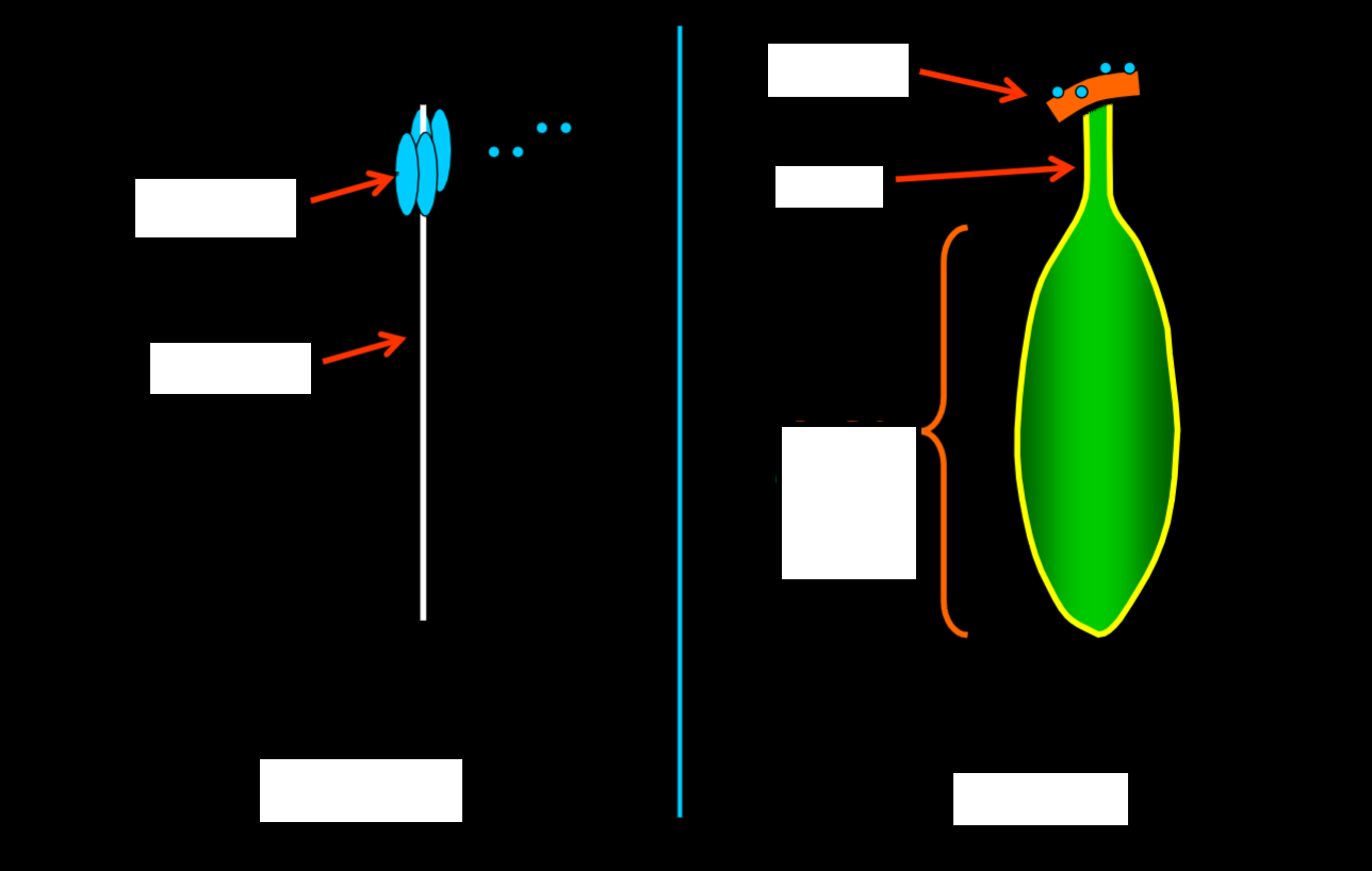 <p>identify the plant anatomy</p>