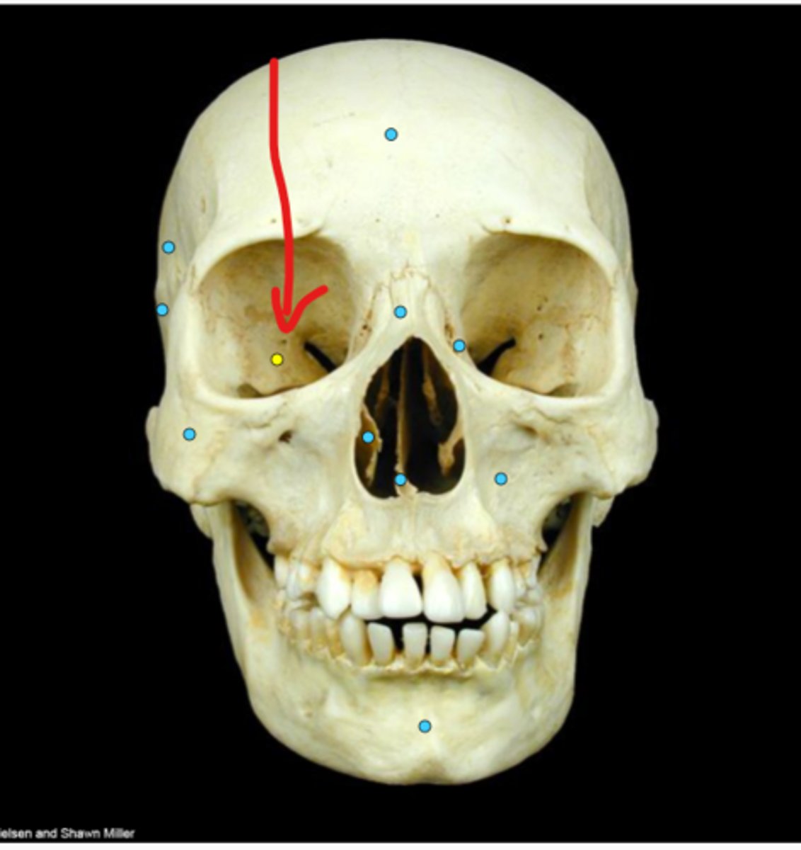 knowt flashcard image