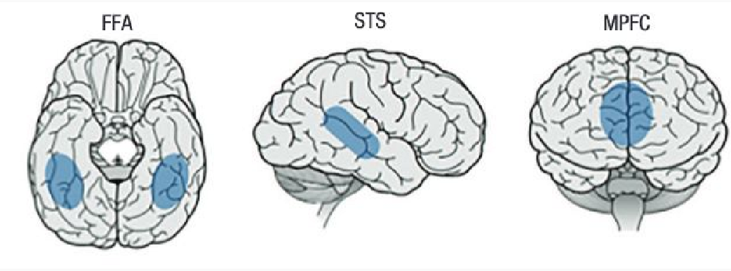 <ul><li><p>fusiform face area (FFA)</p></li><li><p>superior temporal sulcus (STS)</p></li><li><p>medial prefrontal cortex (MPFC)</p></li></ul><p></p>