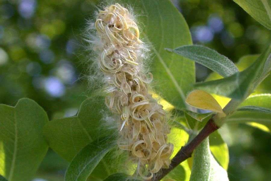 <p>Salix spp. seed hairy</p>