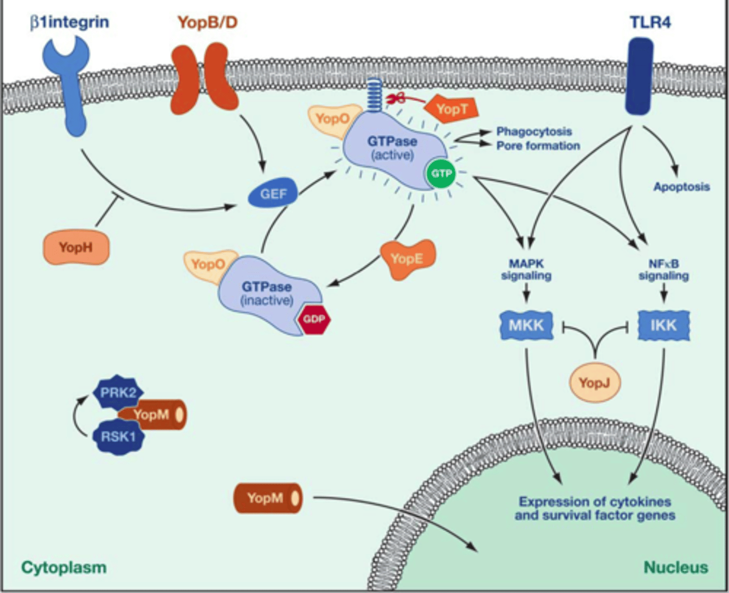 <p>inactivating a G protein and turning off phagocytosis in immune cells</p>