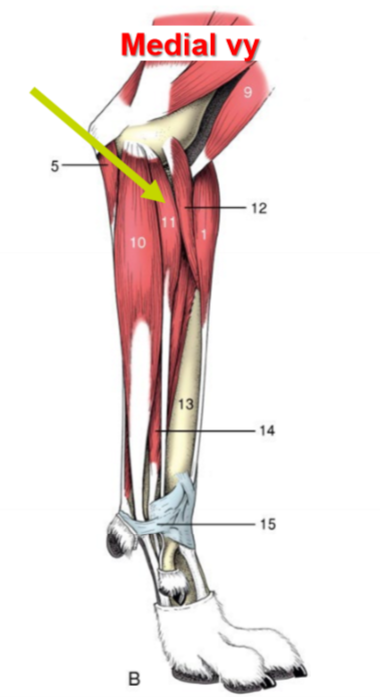 <p>O, I (ca), I (eq), F</p>
