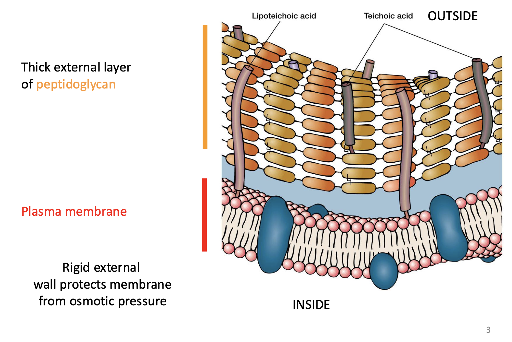 <p>1. <strong>Peptidoglycan Layer (Murein)</strong></p><ul><li><p><strong>Thick and Rigid Layer</strong>: The peptidoglycan layer in Gram-positive bacteria is much thicker than in Gram-negative bacteria</p></li><li><p><strong>Structure</strong>: Peptidoglycan is made up of long chains of alternating sugar molecules:</p><ul><li><p><strong>N-acetylglucosamine (NAG)</strong></p></li><li><p><strong>N-acetylmuramic acid (NAM)</strong> These sugars are linked by <strong>β glycosidic bonds</strong> to form linear chains.</p></li></ul></li><li><p><strong>Peptide Cross-links</strong> (protein component):  Attached to the NAM molecules are short peptide chains that cross-link adjacent sugar chains, providing the peptidoglycan its strength and rigidity. </p></li><li><p><strong>Unusual amino acids: </strong><span>increases peptidoglycan resistance to proteases, but also allows recognition by PRR (TLR2) of the innate immune system. use of D- form amino acids</span></p></li></ul><p></p>