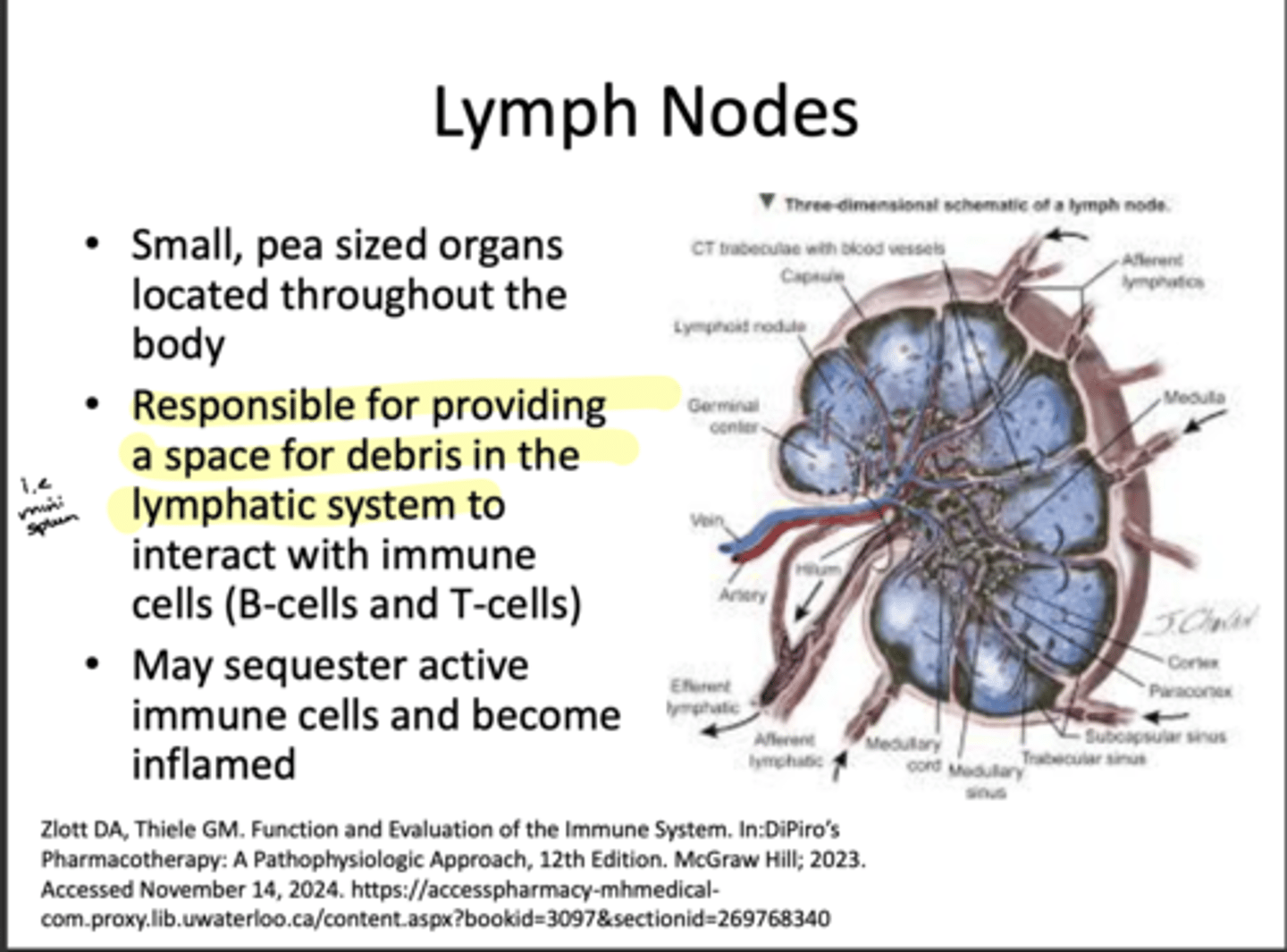 <p>Providing space for debris in the lymphatic system to interact with an immune response</p>