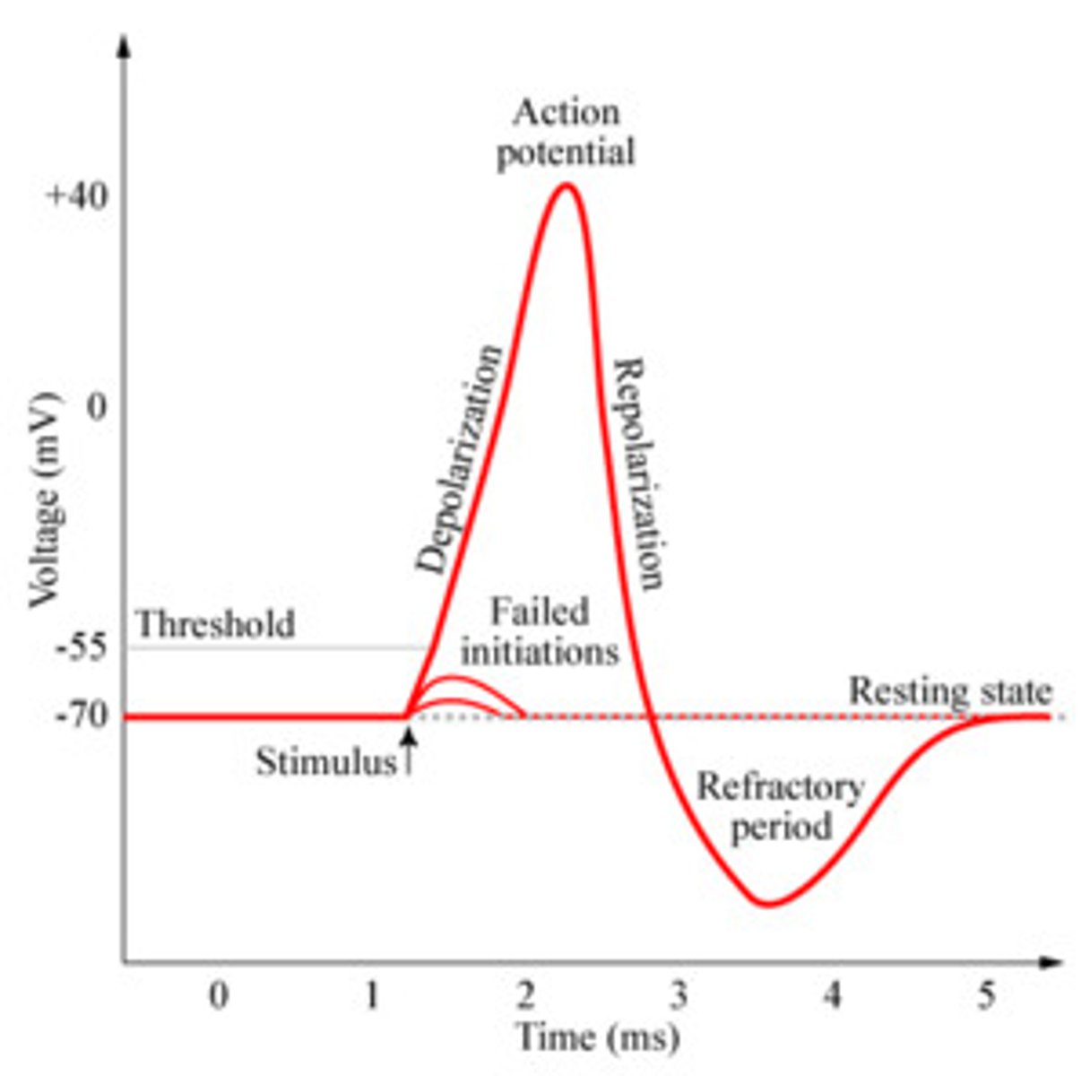 <p>depolarization. the sodium gates open and sodium rushes into the axon during the depolarization phase of the action potential. voltage travels past zero and then on up to +40mV</p>