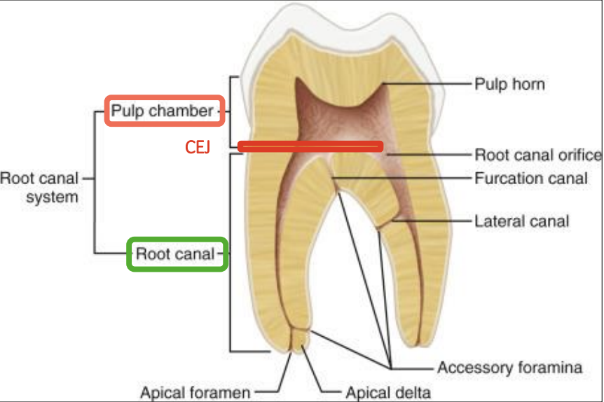 <p>coronal portion<br>pulp horns<br>pulp orifice</p>