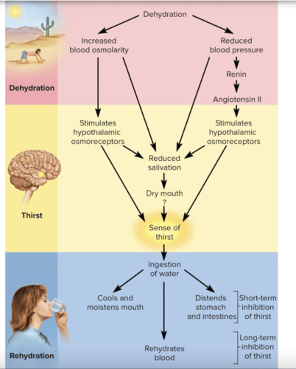 <p>increase blood osmolarity</p><p>stimulate hypothalamic osmoreceptors</p><p>increase ADH</p><p>ingestion of h20</p>
