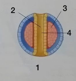 <ol><li><p>El mesodermo se encuentra entre el endodermo y el ectodermo. 2.Tubo digestivo</p></li><li><p>Mesodermo</p></li><li><p>Tubo digestivo</p></li></ol>