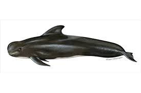 <p>short-finned pilot whale</p>