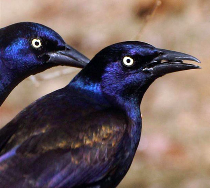 <p>Common Grackle</p>