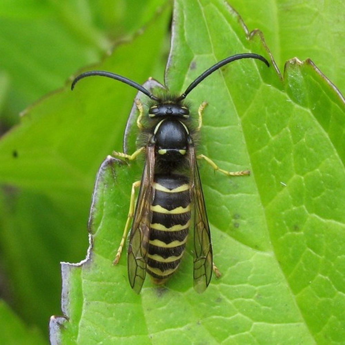<p>V shape on neck; wasps/hornets</p>