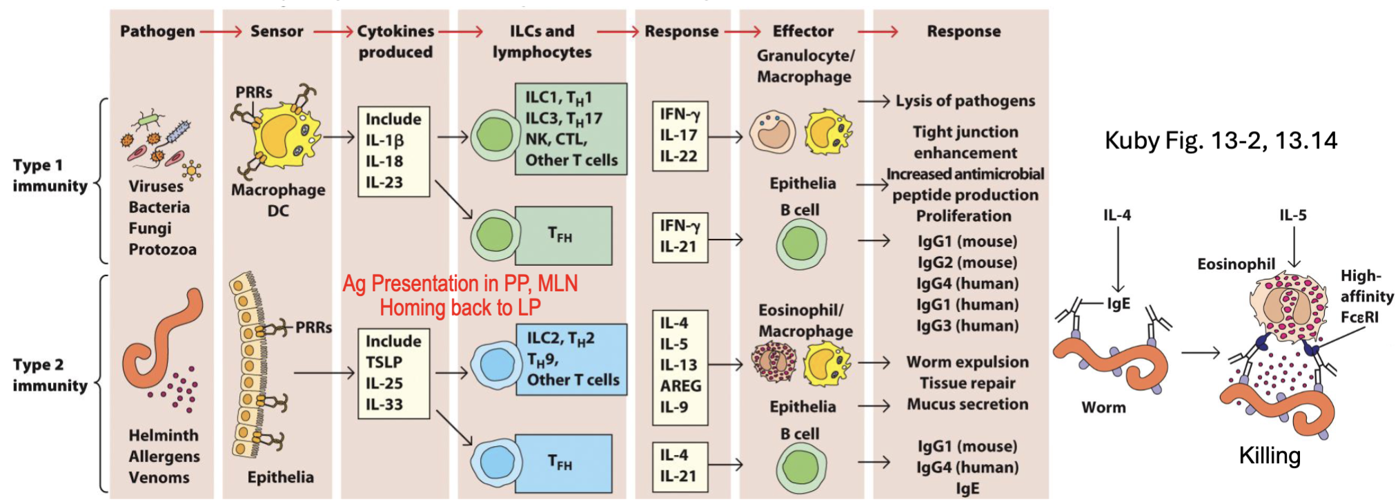 <p><span><span>Healthy epithelium samples microbes in a controlled way → tolerance</span></span></p><p><span><span>Excessive or “uncontrolled” exposure to microbes → inflammation → eradicate pathogen</span></span><br><span><span>and restore homeostasis</span></span></p><ul><li><p><span><span>PRRs on epithelial basolateral surface or cytoplasm → inflammatory signals</span></span></p></li><li><p><span><span>Inflammatory signals > local tolerance signals → induction and effector responses</span></span></p></li></ul><p></p><p>PRR’s recognize the excessive or uncontrolled</p><p>on basolateral surface means it has crossed the barrier</p><p>gauging the inflammatory signals and the local tolerance signals</p>