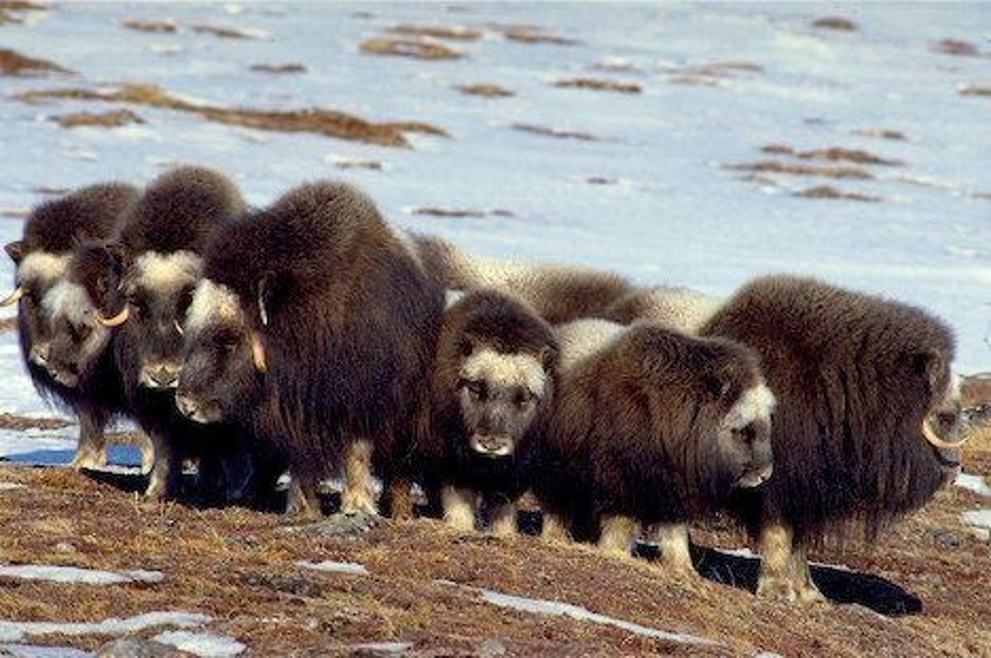 <p>Musk oxen form a defensive ring to protect themselves from attacks.</p>
