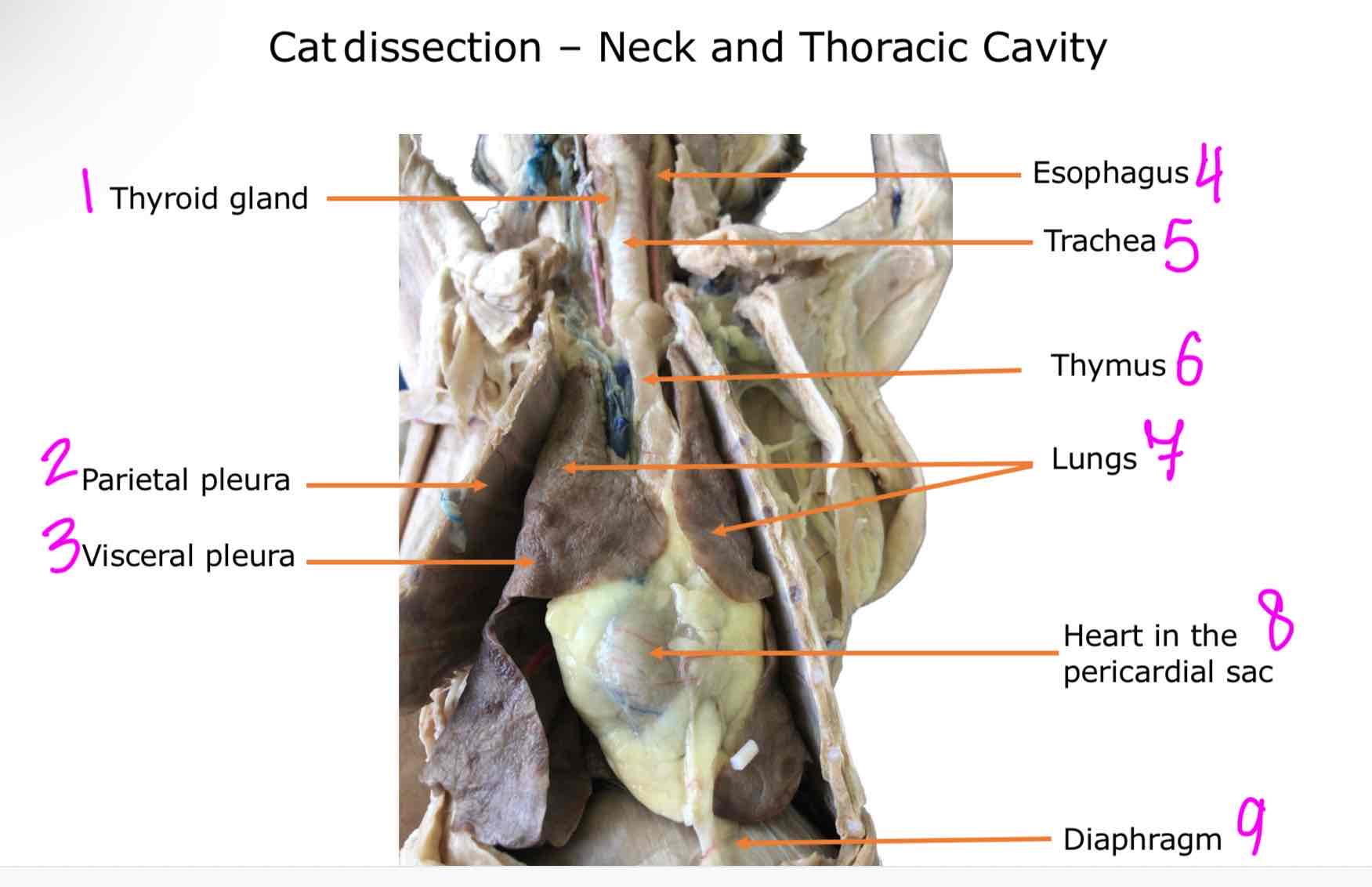 <ol><li><p>Thyroid gland</p></li><li><p>Pariental pleura</p></li><li><p>Visceral pleura</p></li><li><p>Esophagus </p></li><li><p>Trachea</p></li><li><p>Thymus</p></li><li><p>Lungs</p></li><li><p>Heart in the pericardial sac</p></li><li><p>Diaphragm</p></li></ol>