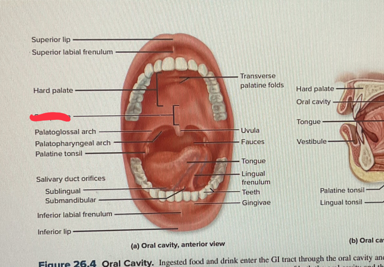 knowt flashcard image