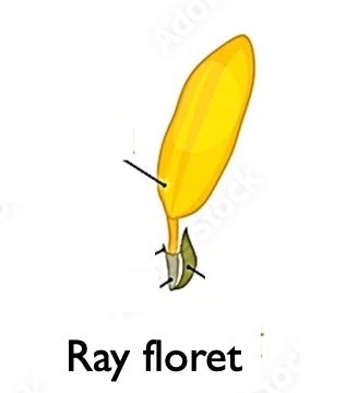 <p>Label the structures of a ray floret of a sunflower. (Hint: disc floret has an inferior ovary.) </p>