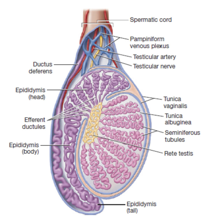 <p>serves as a passageway for structures that support the testes and passes through the inguinal canal </p><ul><li><p>deep to scrotum</p></li><li><p>layer of connective tissue </p></li></ul><p></p>