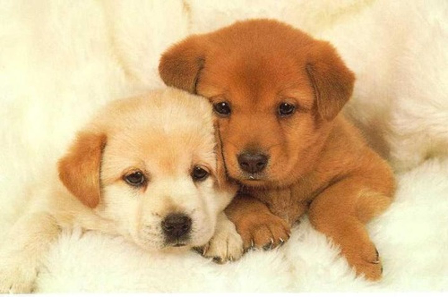 <p>To be cute</p>