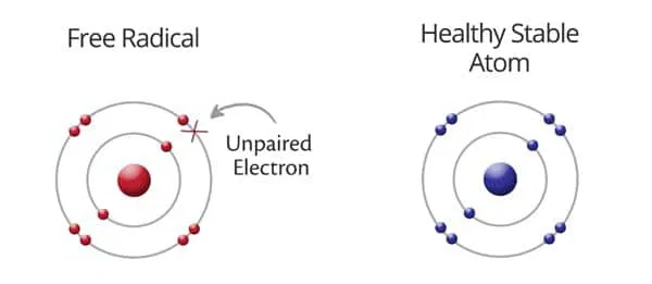 <p>a single, unpaired electron</p>