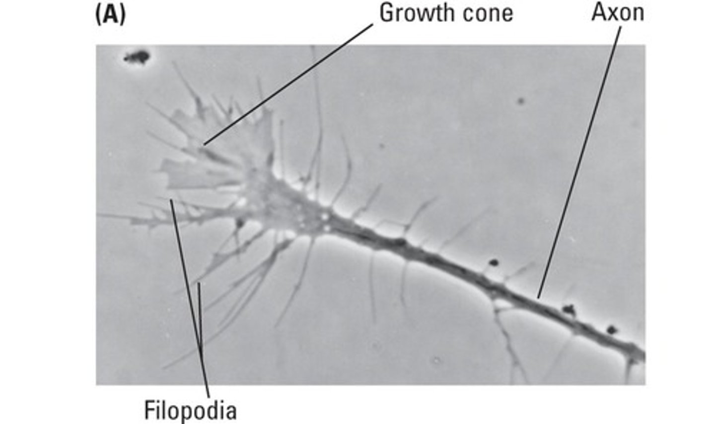 <p>Axonal growth involves extending axons to appropriate targets to initiate synapse formation.</p>