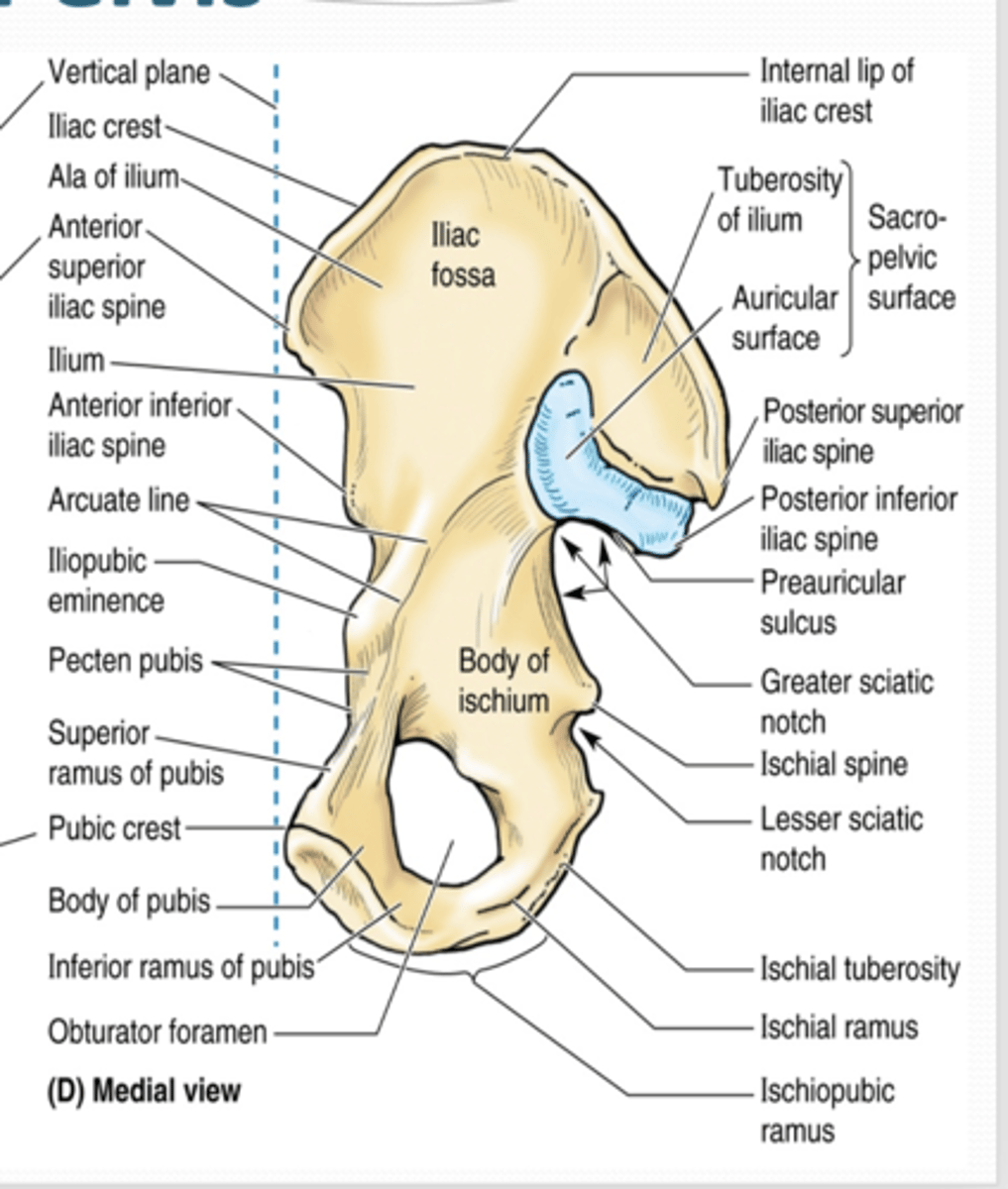<p>What is the Iliac fossa formed by? </p>