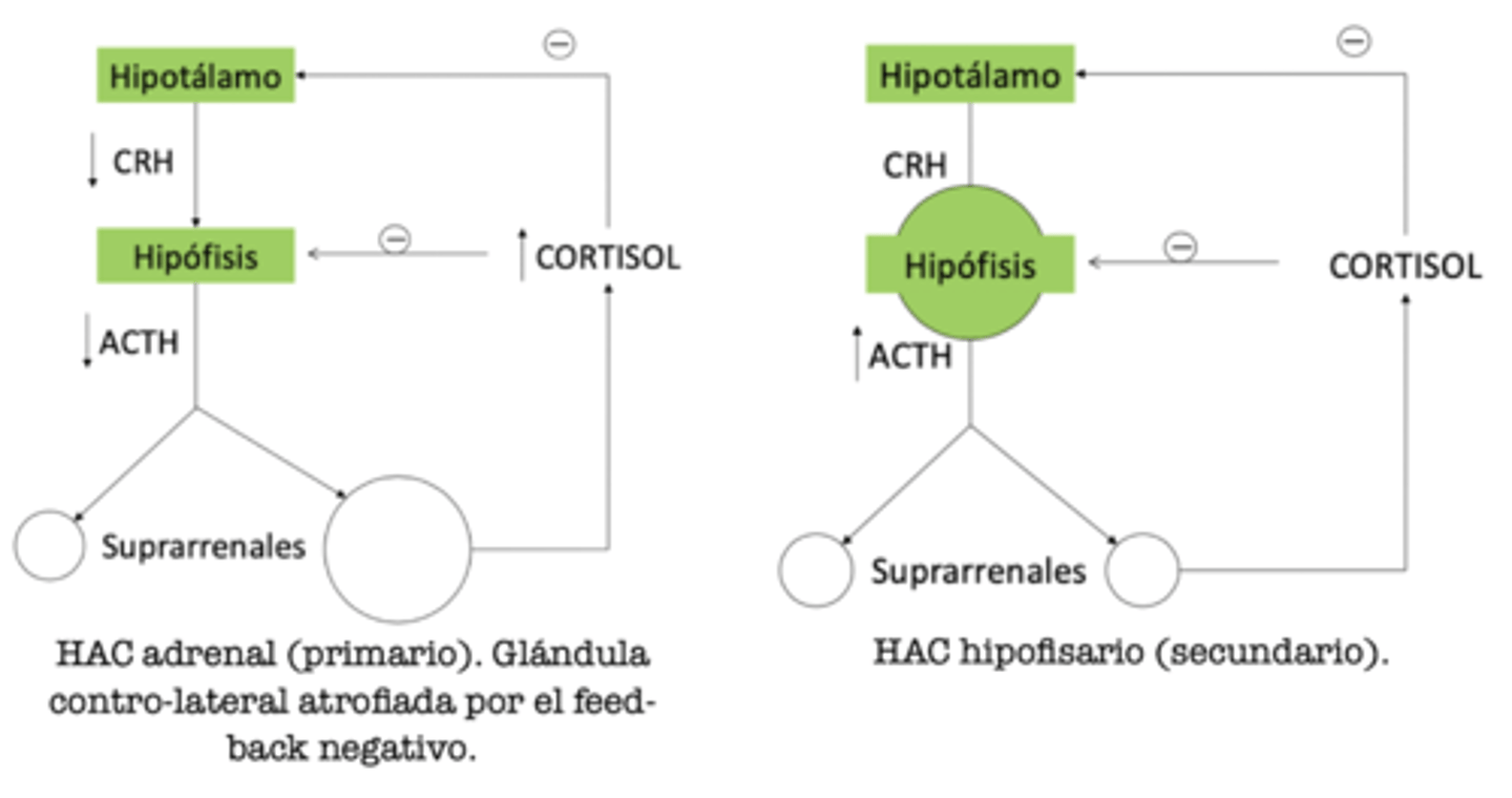 <p>primario/adrenal: </p><p>neoplasia adrenal autónoma y funcional</p><p>secundario/hipofisario:</p><p>- tumor secretor de ACTH</p><p>- hiperplasia bilateral de glándulas adrenales</p><p>iatrogénico</p>