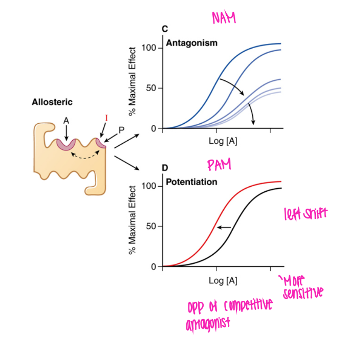 <p>shifted right and DOWN. </p><p>bc decr maximum effect bc prevents agonist from binding</p><p>(negative allosteric modulator)  </p>