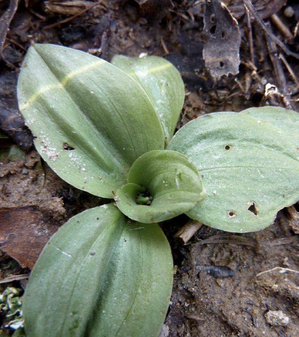 <p>Eudicot or monocot</p><p></p>