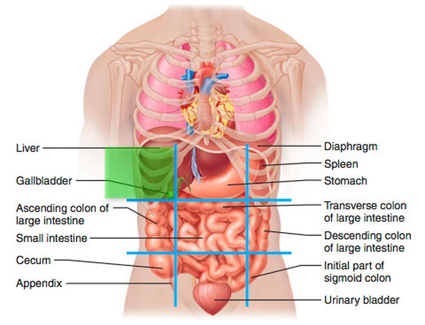 <p>Liver, gallbladder, right kidney, small intestine</p>