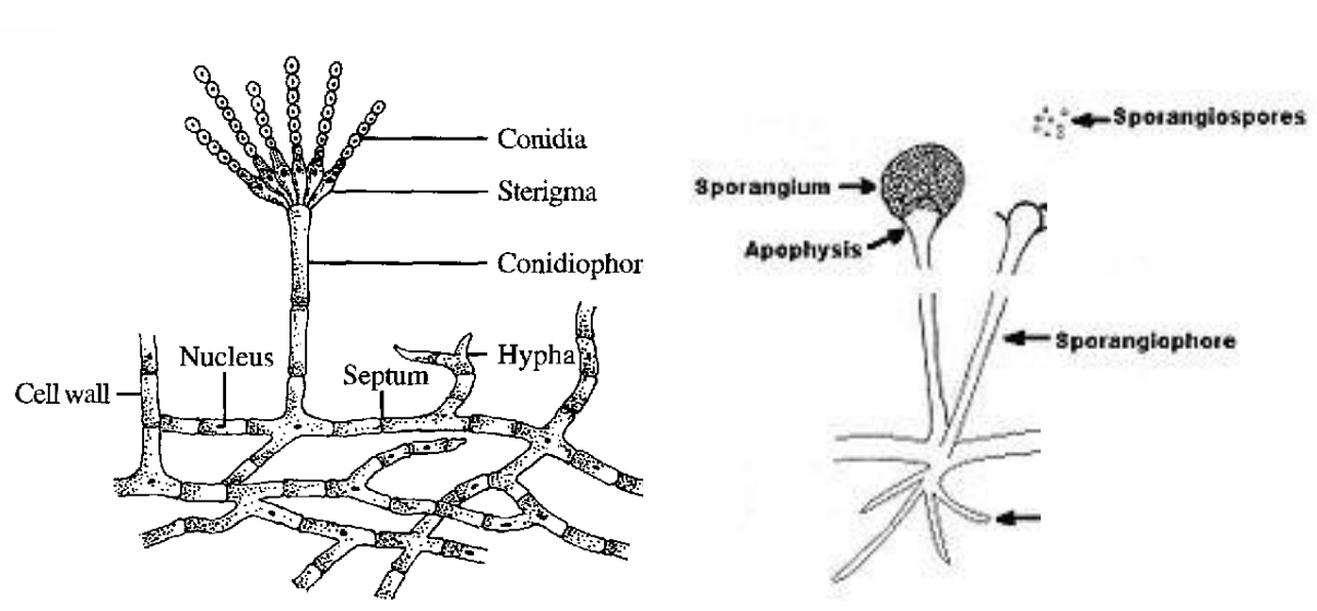 * Conidia
* sterigma
* Conidiophor
* Hypha
* Septum
* Nuleus
* Cell wall
* Sporangium
* Apophysis
* Sporangiophore
* Sporangiospores